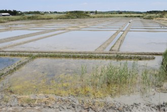 Seawater salt pans, Guerande, Loire-Atlantique, Pays de la Loire, Brittany, France