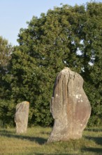 Megalithe, Alignements du Menec, Carnac, Department of Morbihan, Brittany, France