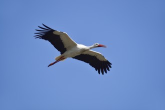 White stork (Ciconia ciconia) flying, North Rhine-Westphalia, Germany
