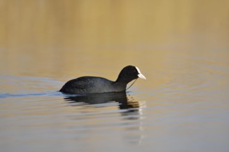 Eurasian Coot (Fulica atra) swimming, North Rhine-Westphalia, Germany
