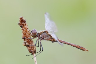 Vagrant darter (Sympetrum vulgatum), male, North Rhine-Westphalia, Germany
