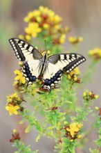 Swallowtail (Papilio machaon), North Rhine-Westphalia, Germany