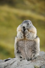 Alpine marmot (Marmota marmota), sitting and eating on a rock, Hohe Tauern National Park, Austria