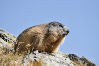 Alpine marmot (Marmota marmota), Hohe Tauern National Park, Austria