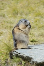 Alpine marmot (Marmota marmota), feeding, Hohe Tauern National Park, Austria