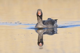 Greylag goose (Anser anser), swimming, North Rhine-Westphalia, Germany