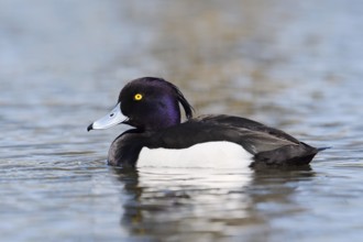 Tufted Duck (Aythya fuligula), drake, swimming, North Rhine-Westphalia, Germany