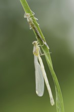 Willow Emerald Damselfly (Chalcolestes viridis) freshly hatched dragonfly and exuvia, North
