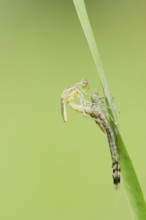 Willow Emerald Damselfly (Chalcolestes viridis) hatching, hatching, larva, dragonfly larva, North