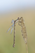 Willow Emerald Damselfly (Chalcolestes viridis), female, North Rhine-Westphalia, Germany