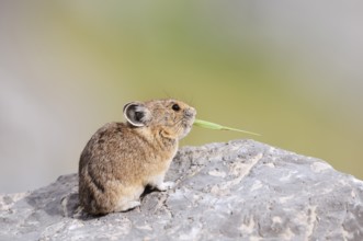 American pika (Ochotona princeps) sitting on a rock and eating blades of grass, Jasper National