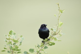 Purple Blackbird (Euphagus cyanocephalus), male, Waterton Lakes National Park, Alberta, Canada