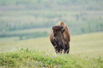 American Bison (Bos bison), female, Alberta, Canada
