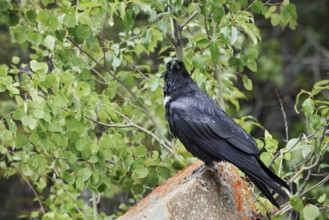 Raven (Corvus corax) sitting on a rock, Banff National Park, Alberta, Canada