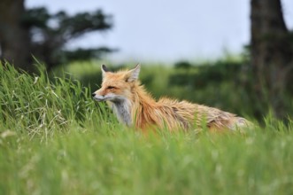 Red fox (Vulpes vulpes), Waterton Lakes National Park, Alberta, Canada