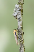 Four-spot lichen bear or large lichen bear (Lithosia quadra), male, France