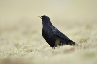 Alpine chough (Pyrrhocorax graculus), Hohe Tauern National Park, Austria