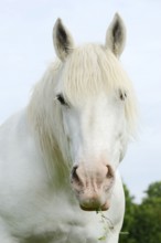 Domestic horse, Percheron (Equus caballus), portrait, Normandy, France