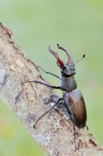 Stag beetle (Lucanus cervus), male, Normandy, France