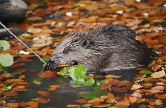 European beaver (Castor fiber), young animal feeding on a branch in the water, autumn, North