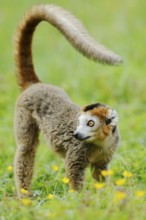 Crowned lemur (Eulemur coronatus), male, captive, found in Madagascar
