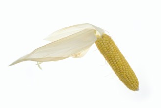 Corn (Zea mays), corn cobs against a white background