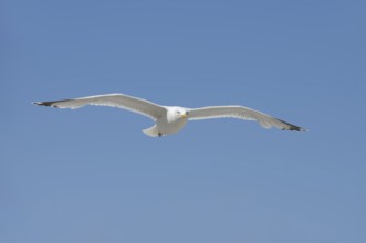 Herring Gull (Larus argentatus) in flight, Normandy, France