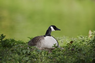 Canada goose (Branta canadensis) sitting brooding on the nest, North Rhine-Westphalia, Germany