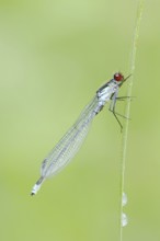 Red-eyed Damselfly (Erythromma najas), male, North Rhine-Westphalia, Germany