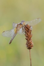 Scarlet Dragonfly (Crocothemis erythraea), female with dewdrops, North Rhine-Westphalia, Germany