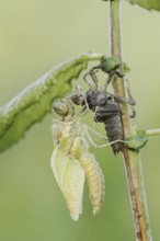 Black-tailed Skimmer (Orthetrum cancellatum), freshly hatched with exuvia, North Rhine-Westphalia,