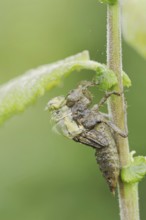 Black-tailed Skimmer (Orthetrum cancellatum), hatch, larva, dragonfly larva, North
