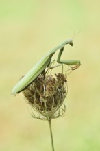 European mantis (Mantis religiosa), male, Haut-Rhin, Alsace, France