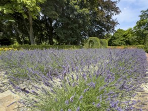 Lavender in bloom in Grugapark, Essen, North Rhine-Westphalia, Germany