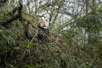 Western Red panda (Ailurus fulgens), feeding on bamboo, Singalila National Park, Gairibas, Jamuna,