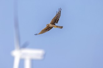 Montagu's harrier (Circus pygargus) migrating female flying past turning blades of windmill, wind