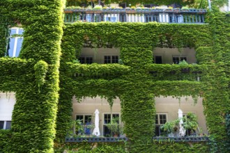 An ivy-covered façade of an apartment block in Bratislava, Slovakia