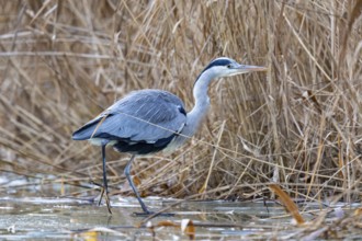 Grey heron (Ardea cinerea) Germany