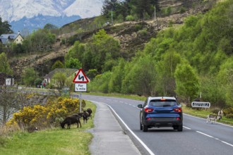 Goats over Invershiel, Loch Duich, Scotland, UK