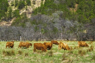 Highland Cattle, Scottish breed of rustic cattle, Highland, Scotland, UK