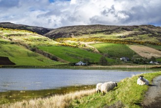 Farms over Loch Harport, Drynoch, Isle of Skye, Scotland, UK
