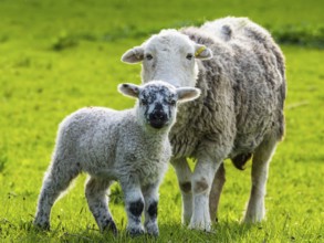 Sheep and farm in Lake District National Park, Coniston Water, Cumbria, England, United Kingdom