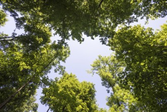 Deciduous forest, deciduous trees, frog perspective, summer, place of pilgrimage, Altötting, Upper
