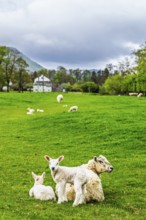 Sheeps, Pooley Bridge, Ullswater Lake, Lake District National Park, Cumbria, England, United