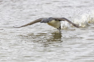 Red-throated diver (Gavia stellata) taking off on the water, Aventdalen, Longyearbyen, Spitsbergen,