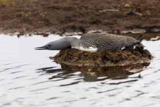 Red-throated diver (Gavia stellata) breeding on the nest, Aventdalen, Longyearbyen, Spitsbergen,