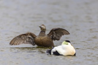 Eider duck (Somateria mollissima), hen grooming her feathers, duck birds (Anatidae), Aventdalen,