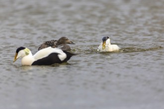 Eider duck (Somateria mollissima), hen with drake during mating behaviour, duck birds (Anatidae),
