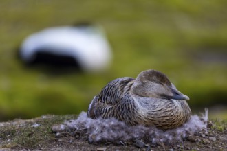Eider duck (Somateria mollissima), hen brooding on the nest, duck birds (Anatidae), Aventdalen,