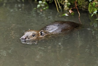 Eurasian beaver, European beaver (Castor fibre), swimming in a stream, Canton Zug, Switzerland